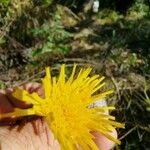 Sonchus arvensisFlor