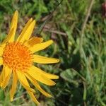 Arnica montanaCvet