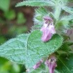 Stachys alpina 花