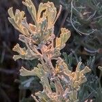 Artemisia tridentata Kukka
