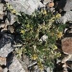 Artemisia umbelliformis Kvet