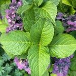 Hydrangea spp.List