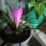 Vriesea carinata Flower