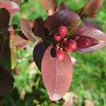 Lagerstroemia speciosa Flower