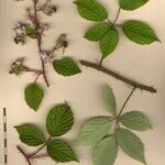 Rubus bracteatus その他の提案