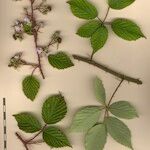 Rubus bracteatus Ostatní