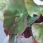 Begonia erythrophylla Φύλλο