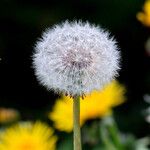 Taraxacum sect. Taraxacum Frukt