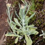 Gnaphalium polycaulon Φύλλο