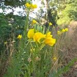 Oenothera biennis Flower