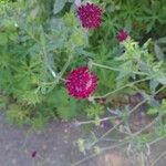 Scabiosa atropurpurea Kukka