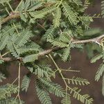 Vachellia farnesiana Leht