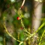 Dracaena cambodiana Fruit