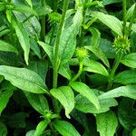 Echinacea purpurea পাতা