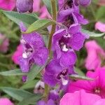 Angelonia angustifoliaBlüte