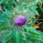 Symphyotrichum novae-angliae Blüte