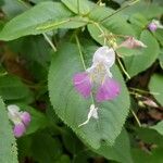 Impatiens balfourii Цвят