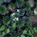 Clematis terniflora Fleur