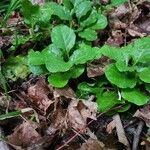 Pyrola elliptica অভ্যাস