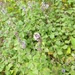 Mentha aquaticaफूल