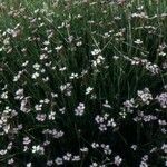 Silene campanula Plante entière