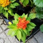 Celosia argentea花