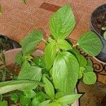 Acalypha arvensis Leaf