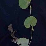 Aristolochia labiata 花