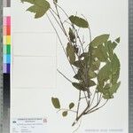Phyllanthus pervilleanus Άλλα