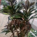 Cordyline fruticosa Hostoa