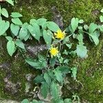 Hieracium murorum অভ্যাস