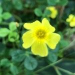 Oxalis megalorrhiza Квітка