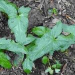 Arum italicum x Arum maculatum Hoja