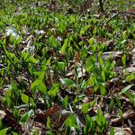 Maianthemum bifolium Хабит