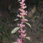 Amaranthus torreyi Květ