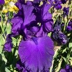 Iris × germanicaBlüte