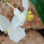 Begonia echinosepala Virág