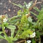 Heliotropium procumbens Leaf