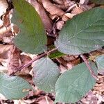 Rubus foliosus Levél