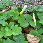 Oxalis purpurea Folha