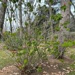 Malvaviscus arboreus Plante entière