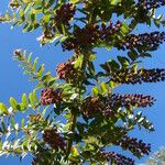 Coriaria ruscifolia Flor