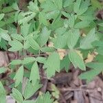 Thalictrum minus Feuille