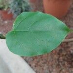 Ficus polita Hoja