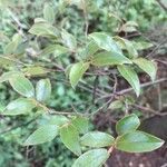 Diospyros whyteana Hoja