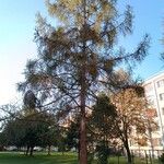 Larix decidua অভ্যাস