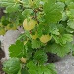 Ribes uva-crispaFruto