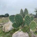 Opuntia littoralis Lapas
