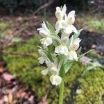 Dactylorhiza insularis Flower