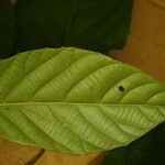 Conceveiba guianensis Лист